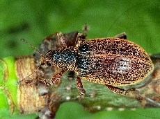 имаго-дорсально